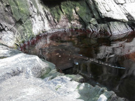 Смотреть фото Морская лисица Фото Морская лисица