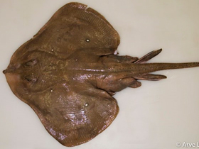 Фото Круглый скат