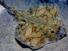 Фото Мозаичный скат