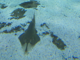 Фото Пятнистый гитарный скат