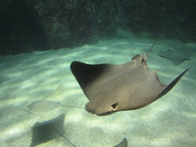 Смотреть фото Восточноамериканский бычерыл Фото Восточноамериканский бычерыл