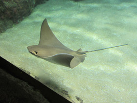 Смотреть фото Восточноамериканский бычерыл Фото Восточноамериканский бычерыл