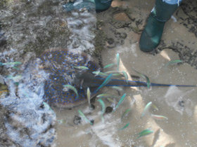 Фото Синепятнистый рифовый хвостокол