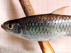 Фото Micralestes comoensis