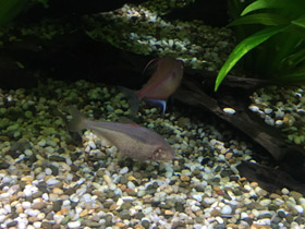 Фото Мексиканская тетра