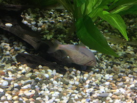 Фото Мексиканская тетра