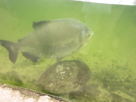 Смотреть фото Бурый паку Фото Бурый паку