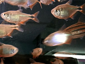 Фото Ромбовидная тетра