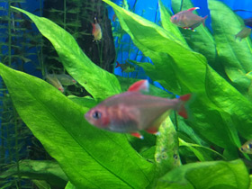 Фото Обыкновенный орнатус