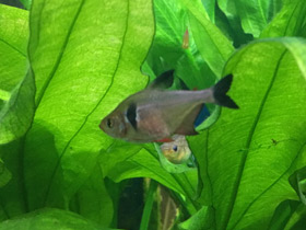 Фото Красно-желтый орнатус (фантом)