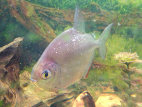 Смотреть фото Обыкновенный метинис Фото Обыкновенный метинис