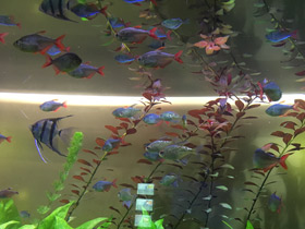 Фото Бриллиантовая тетра