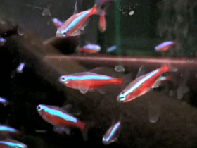 Фото Красный неон