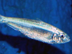 Смотреть фото Абрауская тюлька Фото Абрауская тюлька