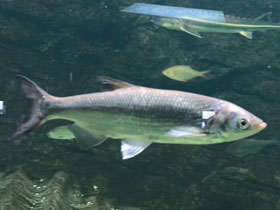 Фото Черноморско-азовская шемая