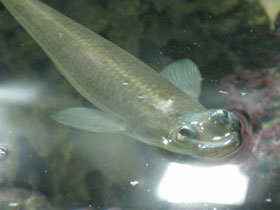 Фото Бразильская четырехглазка