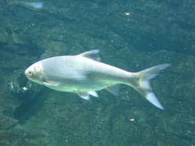 Фото Белоглазка