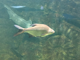 Фото Белоглазка