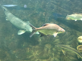 Фото Белоглазка