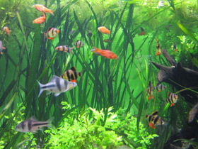 Фото Крестовый барбус