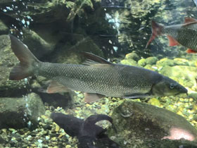 Смотреть фото Обыкновенный усач Фото Обыкновенный усач