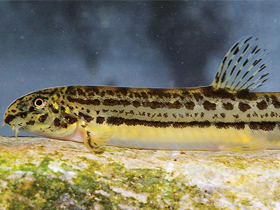 Фото Марокканская щиповка