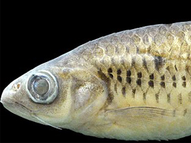 Фото Barbus cadenati