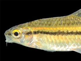 Фото Barbus ditinensis