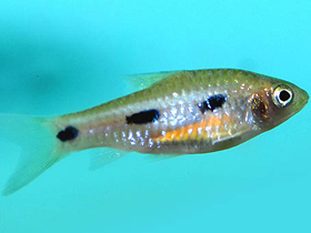 Фото Barbus eburneensis