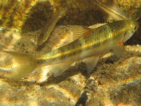 Фото Pseudobarbus calidus