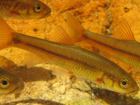 Фото Pseudobarbus erubescens