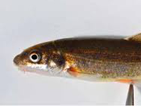 Фото Малюти