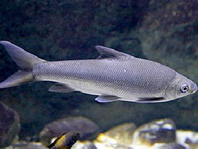 Фото Varicorhinus leleupanus