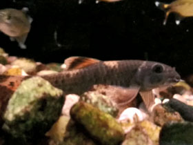 Смотреть фото Радужная гарра Фото Радужная гарра