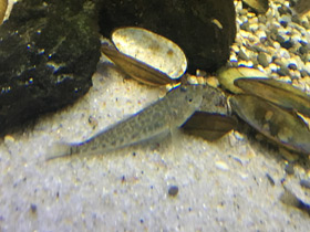 Фото Пескарь