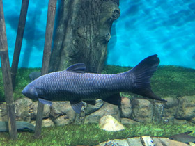 Смотреть фото Чёрный амур Фото Чёрный амур