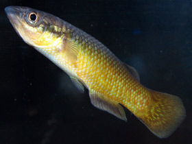 Фото Удивительные животные Мадагаскара. Часть 3