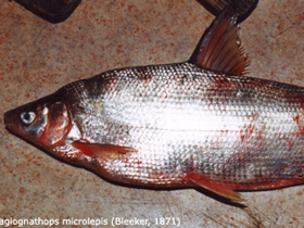 Фото Мелкочешуйный желтопёр