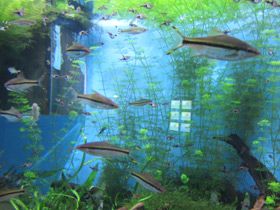 Смотреть фото Барбус денисони Фото Барбус денисони