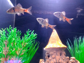 Фото Алый барбус