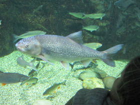 Фото Вырезуб