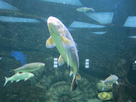 Фото Вырезуб