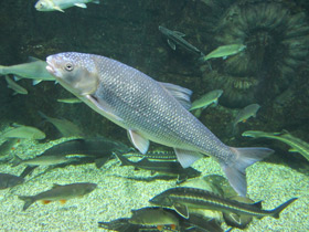 Фото Вырезуб