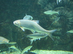 Фото Вырезуб