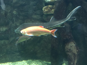 Фото Голавль