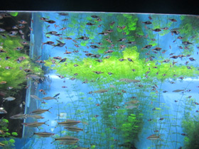 Смотреть фото Клиновидная расбора Фото Клиновидная расбора