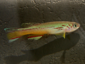 Фото Оранжево-голубой афиосемион