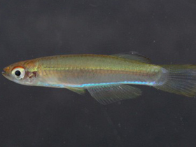 Фото Plataplochilus chalcopyrus