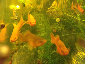 Фото Меченосец