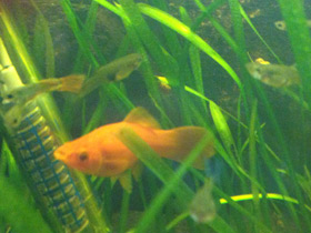 Фото Меченосец